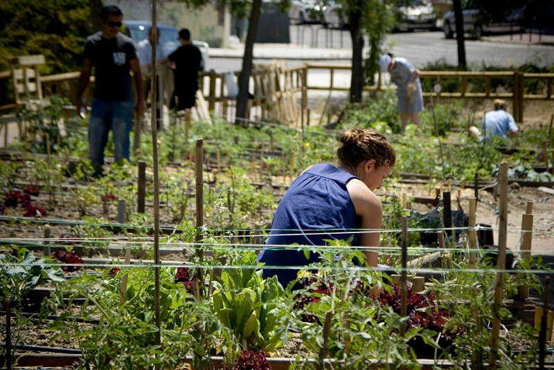 parcelas huertos urbanos comunitarios barrios productores intebloques madrid